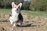 CORGI PEMBROKE 670